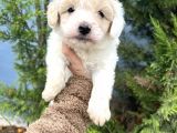Küçük Maltipoo Oğlum