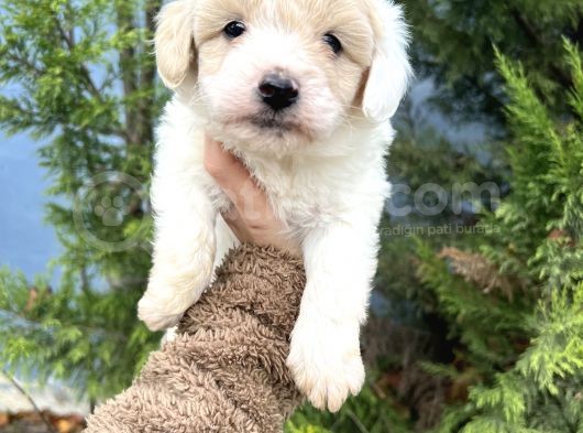 Küçük Maltipoo Oğlum görsel