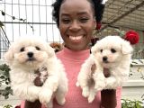 Maltese Terrier Yavrular