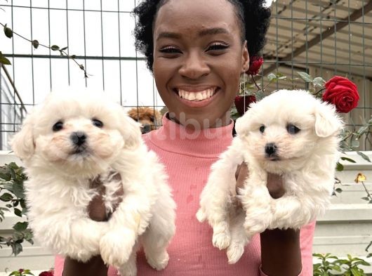 Maltese Terrier Yavrular görsel