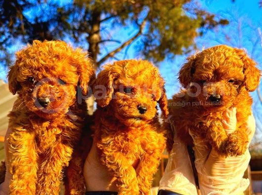 Toypoodle Çok Şirin Yavrular görsel