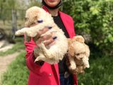 Maltipoo Yavrularım Sağlık Ve Irk Garantilidir