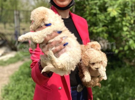 Maltipoo Yavrularım Sağlık Ve Irk Garantilidir görsel