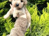Güzeller güzeli maltipoo yavrum