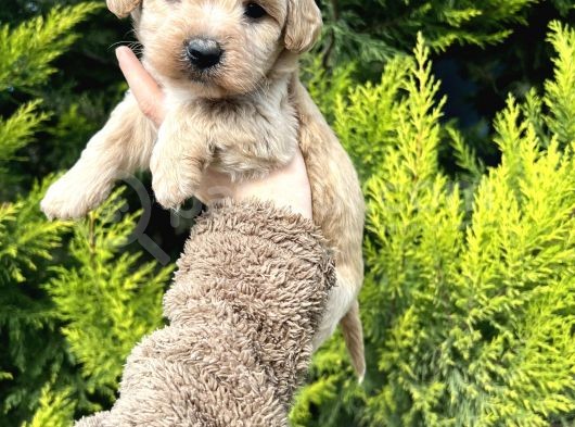 Güzeller Güzeli Maltipoo Yavrum