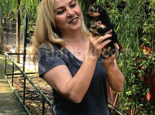 Şirin Sevimli Harika Yorkshire Terrier Yavrularımız görsel