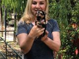 Şirin Sevimli Harika Yorkshire Terrier Yavrularımız