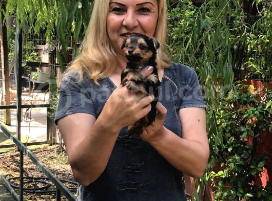 Şirin Sevimli Harika Yorkshire Terrier Yavrularımız görsel