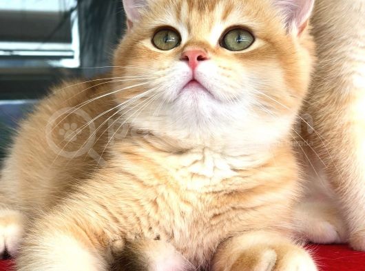 A Kalite Bri̇ti̇sh Shorthai̇r  Golden Yavrular görsel