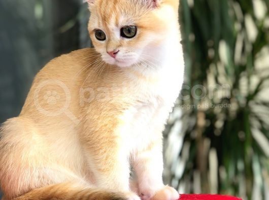 A Kalite Bri̇ti̇sh Shorthai̇r  Golden Yavrular görsel