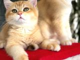A kalite BRİTİSH SHORTHAİR  GOLDEN yavrular