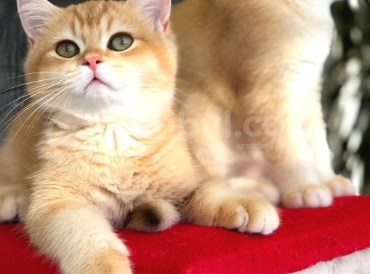 A Kalite Bri̇ti̇sh Shorthai̇r  Golden Yavrular