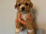Birbirinden Sevimli Garantili Toy Poodle Yavrularımız