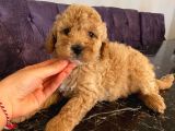 Birbirinden Sevimli Garantili Toy Poodle Yavrularımız