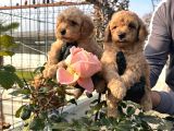 Çok Tatlı Toy Poodle Yavruları
