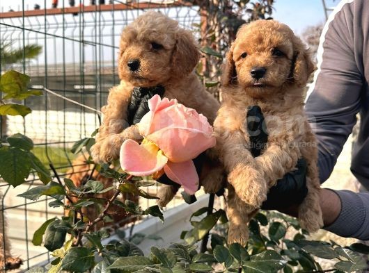 Çok Tatlı Toy Poodle Yavruları görsel