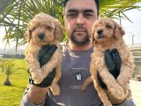 Çok Tatlı Toy Poodle Yavruları