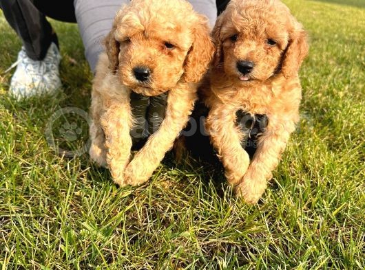 Çok Tatlı Toy Poodle Yavruları görsel