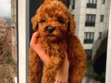 Birbirinden sevimli garantili toy poodle yavrularımız