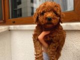 Birbirinden Sevimli Garantili Toy Poodle Yavrularımız