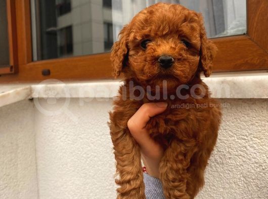 Birbirinden Sevimli Garantili Toy Poodle Yavrularımız görsel