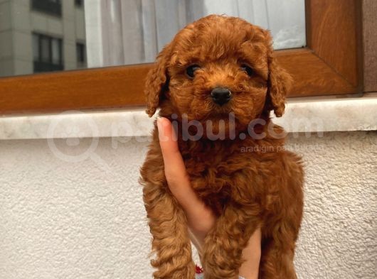 Birbirinden Sevimli Garantili Toy Poodle Yavrularımız görsel
