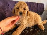 Birbirinden Sevimli Garantili Toy Poodle Yavrularımız