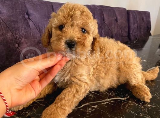 Birbirinden Sevimli Garantili Toy Poodle Yavrularımız görsel