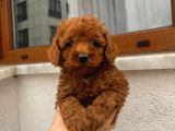 Birbirinden Sevimli Garantili Toy Poodle Yavrularımız