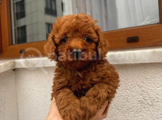 Birbirinden Sevimli Garantili Toy Poodle Yavrularımız görsel