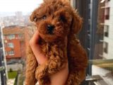 Birbirinden Sevimli Garantili Toy Poodle Yavrularımız
