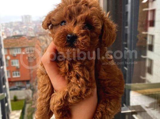 Birbirinden Sevimli Garantili Toy Poodle Yavrularımız görsel