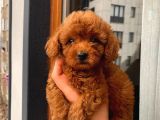 Birbirinden Sevimli Garantili Toy Poodle Yavrularımız