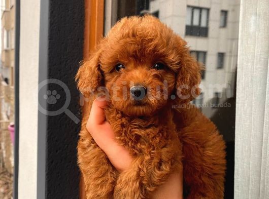 Birbirinden Sevimli Garantili Toy Poodle Yavrularımız görsel