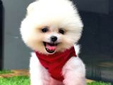 İstanbul'Da, Mağazamızdan Pomeranian Boo Yavrumuz