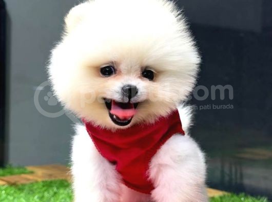 İstanbul'Da, Mağazamızdan Pomeranian Boo Yavrumuz görsel