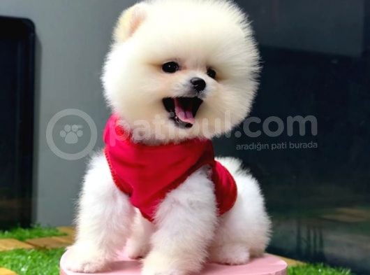 İstanbul'Da, Mağazamızdan Pomeranian Boo Yavrumuz görsel