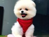 İstanbul'da, mağazamızdan Pomeranian BOO yavrumuz