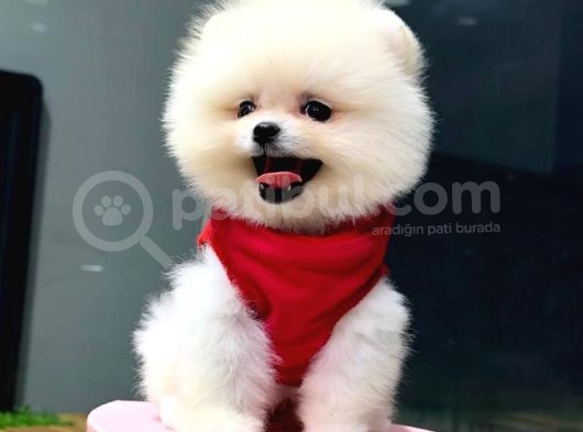 İstanbul'Da, Mağazamızdan Pomeranian Boo Yavrumuz