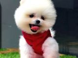 İstanbul'Da, Mağazamızdan Pomeranian Boo Yavrumuz