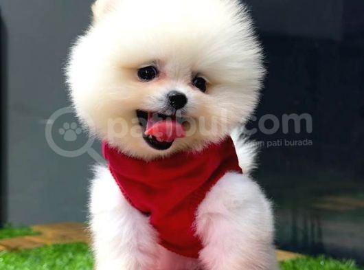İstanbul'Da, Mağazamızdan Pomeranian Boo Yavrumuz görsel