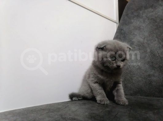 11 Aralık Dogumlu Dişi Rezerveye Uygun görsel