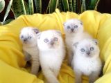 Scottish Fold Yavrular