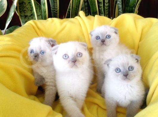 Scottish Fold Yavrular
