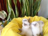 Scottish Fold Yavrular