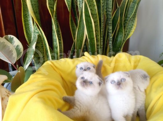 Scottish Fold Yavrular görsel