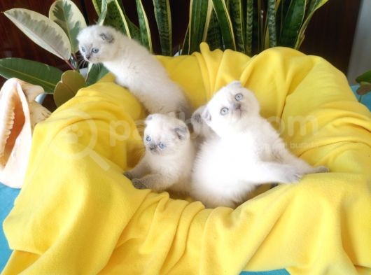 Scottish Fold Yavrular görsel