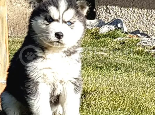 Maviş Gözlü Safkan Husky Minikler görsel