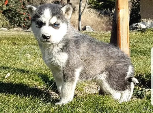 Maviş Gözlü Safkan Husky Minikler görsel