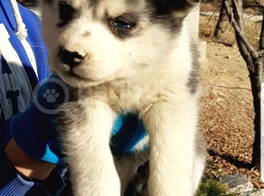 Maviş Gözlü Safkan Husky Minikler görsel